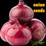 Red Hybrid Onion Seeds 1gm Re-Pack image