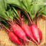 Red Radish Seeds Intact Pack - 0.1 Gm image