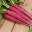 Red Radish Seeds Intact Pack - 0.1 Gm image
