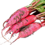 Red Radish Seeds Intact Pack - 0.1 Gm image