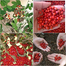 Red Sandalwood (Lal Chandan) Seeds 5pcs image