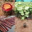 Red Sandalwood (Lal Chandan) Seeds 5pcs image