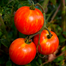 Zebra Tomato Seeds Re-Pack - 1gm image