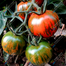 Zebra Tomato Seeds Re-Pack - 1gm image