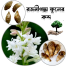 Rojonigondha Flower Bulb/Big Seed - 10Pcs image