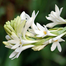 Rojonigondha Flower Bulb/Big Seed - 10Pcs image