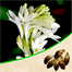 Rojonigondha Flower Bulb/Big Seed - 10Pcs image