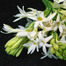 Rojonigondha Flower Bulb/Big Seed - 10Pcs image