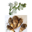 Rojonigondha Flower Bulb/Big Seed - 10Pcs image