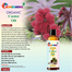 Rongdhonu Organic Castor Oil - 100 gm image