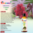 Rongdhonu Premium Organic Castor Oil, Vennar Tel -100ml image