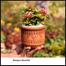 Rongon Bonsai With 6 Inch Clay Pot image