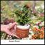 Rongon Bonsai With 6 Inch Clay Pot image