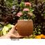 Rongon Bonsai With 6 Inch Clay Pot image