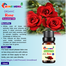 Rose Essential oil -10ml image