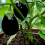 SP-2 All Season Seeds Package 6 Items Intact Pack - 0.1gm image