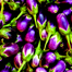 SP-2 All Season Seeds Package 6 Items Intact Pack - 0.1gm image