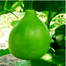 SP-3 All Season Seeds Package 6 Items Intact Pack - 0.1gm image