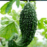 SP-5 All Season Seeds Package 6 Items Intact Pack - 0.1gm image
