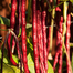 SP-5 All Season Seeds Package 6 Items Intact Pack - 0.1gm image