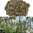 Sajna | Moringa | Drumstick (Miracle Tree) Hybrid Seeds - Pack of 5 Seeds image