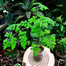 Sajna | Moringa | Drumstick (Miracle Tree) Hybrid Seeds - Pack of 5 Seeds image