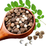 Sajna | Moringa | Drumstick (Miracle Tree) Hybrid Seeds - Pack of 5 Seeds image