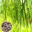 Sajna | Moringa | Drumstick (Miracle Tree) Hybrid Seeds - Pack of 5 Seeds image