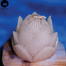 Sankhacura Lotus Flower Fragrance Candle White Color image