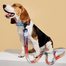 Small and Medium Breed Dog Collar and Leash Set image