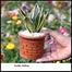 Snake Plant/ Dracaena Trifasciata With 12 Inch Plastic Yellow Pot Small image
