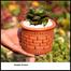 Snake Plant/ Dracaena Trifasciata With 5 Inch Clay Pot Green Small image