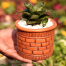 Snake Plant/ Dracaena Trifasciata With 5 Inch Clay Pot Green Big image