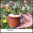 Snake Plant/ Dracaena Trifasciata With 5 Inch Clay Pot Yellow Medium image