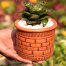 Snake Plant/ Dracaena Trifasciata With 5 Inch Clay Pot Green Medium image