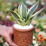 Snake Plant/ Dracaena Trifasciata With 5 Inch Clay Pot Yellow Big image