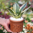 Snake Plant/ Dracaena Trifasciata Without Pot Yellow Small image