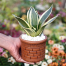 Snake Plant/ Dracaena Trifasciata Without Pot Yellow Medium image