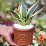 Snake Plant/ Dracaena Trifasciata Without Pot Yellow Big image