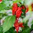 Sobuj Dhaka Garden All Season Seeds Combo 18 Items image