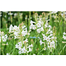  Tuberose Flower 2 pcs Bulb Of Rojoni Gondha Flower Bulb Big Seed image
