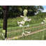  Tuberose Flower 2 pcs Bulb Of Rojoni Gondha Flower Bulb Big Seed image