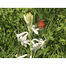  Tuberose Flower 2 pcs Bulb Of Rojoni Gondha Flower Bulb Big Seed image