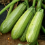 Squash Seeds China Re-Pack - 5pcs image