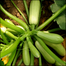 Squash Seeds China Re-Pack - 5pcs image