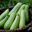 Squash Seeds China Re-Pack - 5pcs image