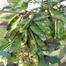 Summer Best Kerala Shim 10gm Intact Pack image