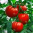 Summer Hybrid Seed Combo Offer 20 Items image