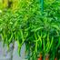 Summer Hybrid Seed Combo Offer 20 Items image