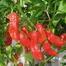 Super Hot Naga Chili Seeds 5 pcs Re-Pack image